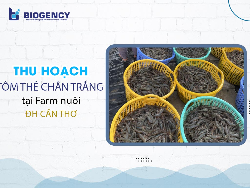 Thu hoạch tôm thẻ chân trắng tại Farm nuôi - ĐH Cần Thơ