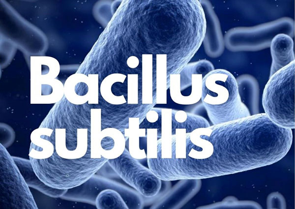 Bacillus Subtillis là nhóm vi khuẩn có lợi, giúp hệ đường ruột tôm tăng hệ miễn dịch.