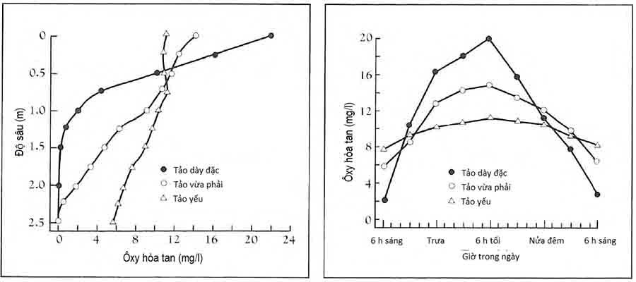 Biến động của DO dưới tác dụng của tảo trong ngày/đêm.