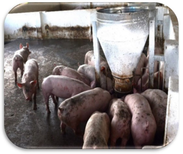 Vấn đề mùi hôi ở khu vực chuồng trại