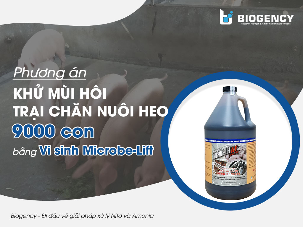 Khử mùi hôi chăn nuôi heo