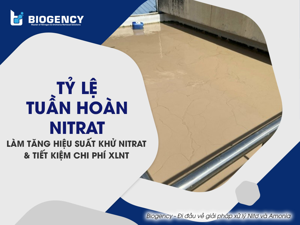 Tỷ lệ tuần hoàn Nitrat làm tăng hiệu suất khử Nitrat và tiết kiệm chi phí XLNT