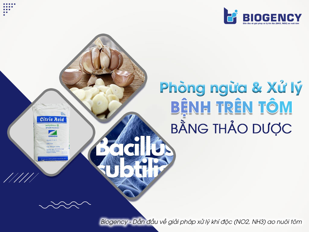 Phòng ngừa và Xử lý bệnh trên tôm bằng thảo dược 