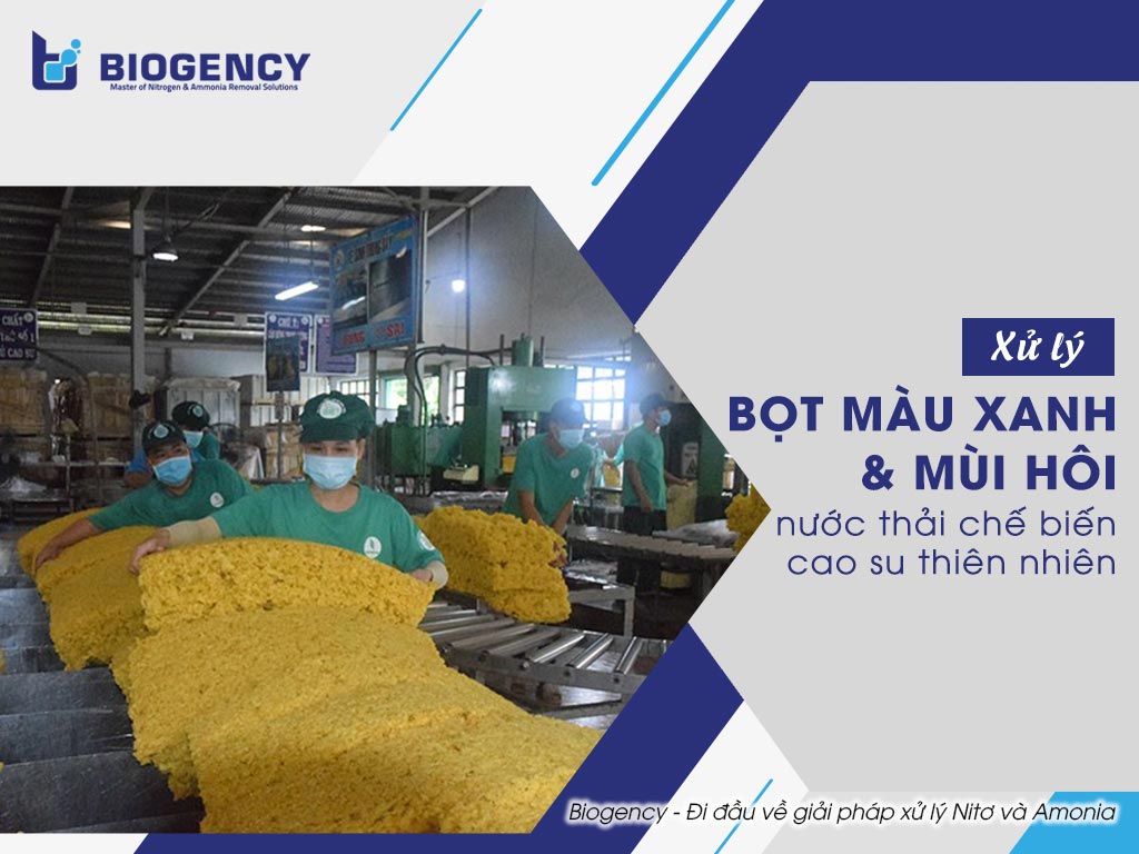 Xử lý bọt màu xanh & Mùi hôi nước thải chế biến cao su thiên nhiên