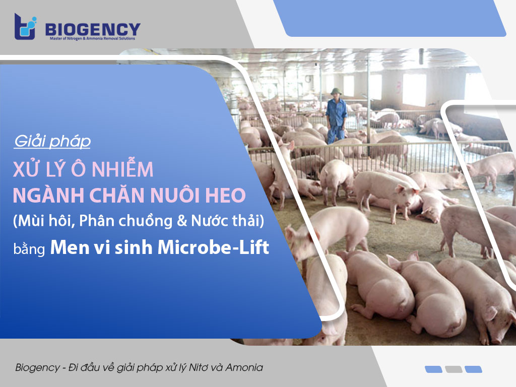 Giải pháp Xử lý ô nhiễm Ngành chăn nuôi heo (Mùi hôi, Phân chuồng & Nước thải) bằng Men vi sinh Microbe-Lift