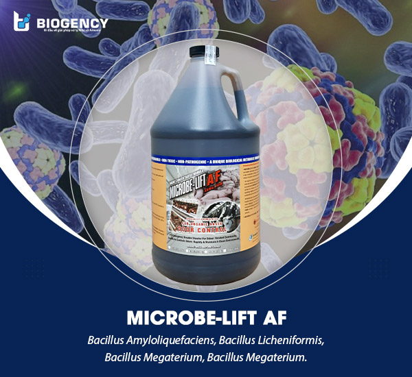 Men vi sinh Microbe-Lift AF chứa các chủng vi sinh có hoạt tính mạnh, sở hữu khả năng khử mùi tốt.