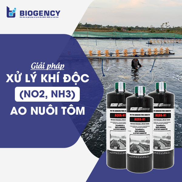 Giải pháp xử lý khí độc (NO2, NH3) đến từ Biogency giúp kiểm soát sự hình thành và phát triển của tảo độc trong ao nuôi tôm.