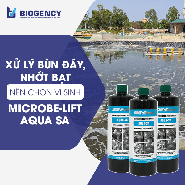 Giải pháp xử lý đáy đến từ Biogency giúp kiểm soát sự sinh thành phát triển của tảo độc trong ao nuôi tôm.