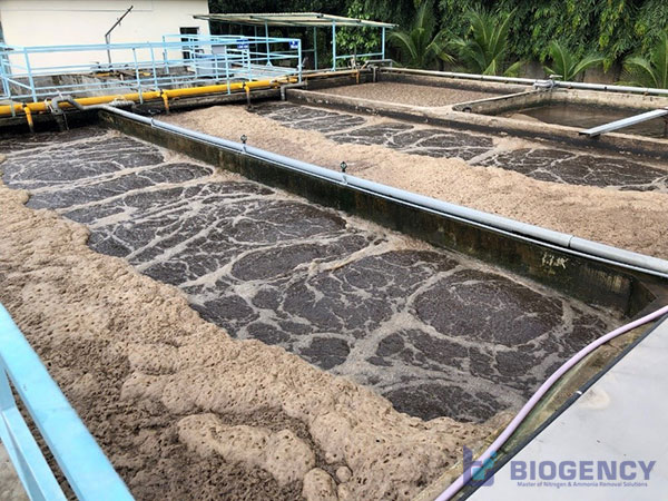 Màu bùn vi sinh già