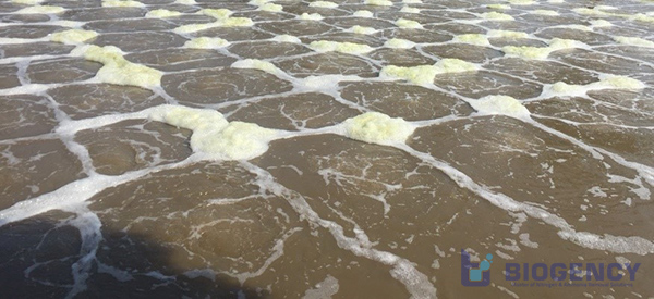 Màu bùn vi sinh non.