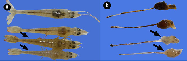 (a) Ảnh chụp gan tụy từ tôm khỏe mạnh và tôm bị nhiễm AHPND tự nhiên (mũi tên). (b) Gan tụy không có màng ngoài, teo nhỏ và có màu trắng (mũi tên).