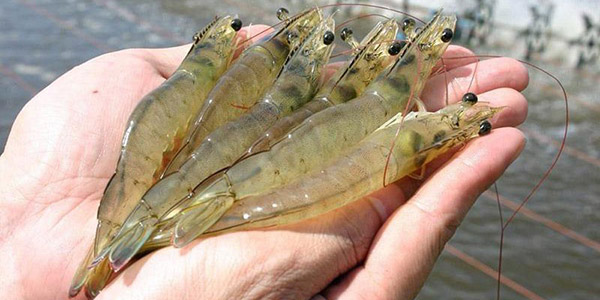 Áp dụng công nghệ Biofloc làm cho tôm khỏe mạnh, sản lượng thu hoạch cao.