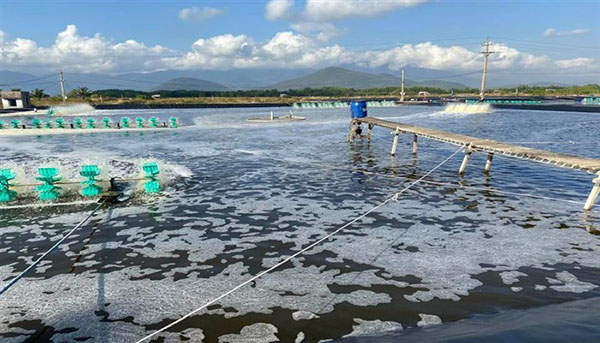 Áp dụng công nghệ Biofloc trong nuôi tôm là một giải pháp cho môi trường nước xanh, sạch và bền vững.