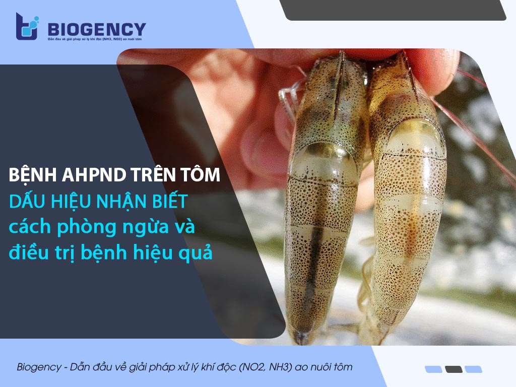 Bệnh AHPND trên tôm, dấu hiệu nhận biết, cách phòng ngừa và điều trị bệnh hiệu quả