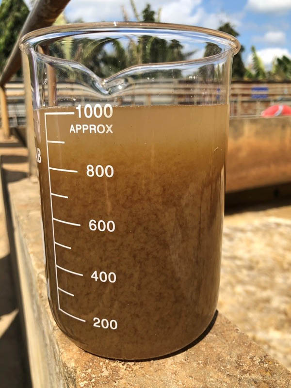 Bùn hoạt tính ở bể Aerotank.