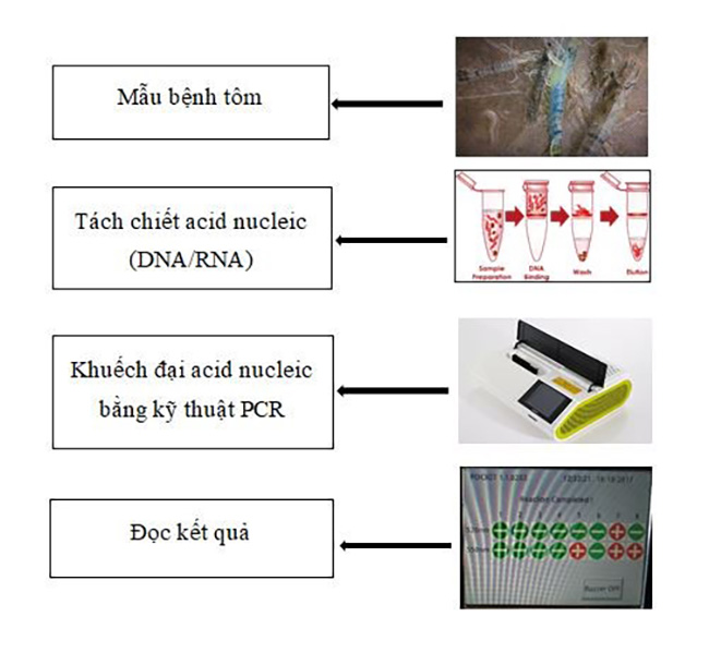 Các bước tiến hành kỹ thuật PCR để kiểm tra bệnh trên tôm.