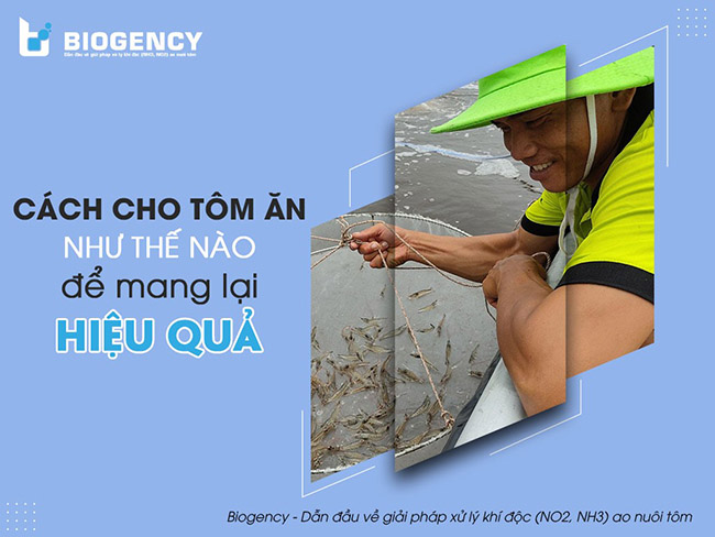 Cho tôm ăn hiệu quả sẽ góp phần làm giảm sự hình thành của tảo độc trong ao nuôi tôm.