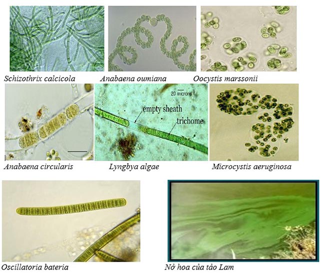 Hình ảnh tảo lam khi xem trên kính hiển vi và quan sát thực tế.