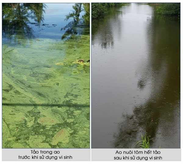 Hình ảnh trước và sau khi đánh vi sinh, sau khi sử dụng ao nuôi tôm đã hết tảo.
