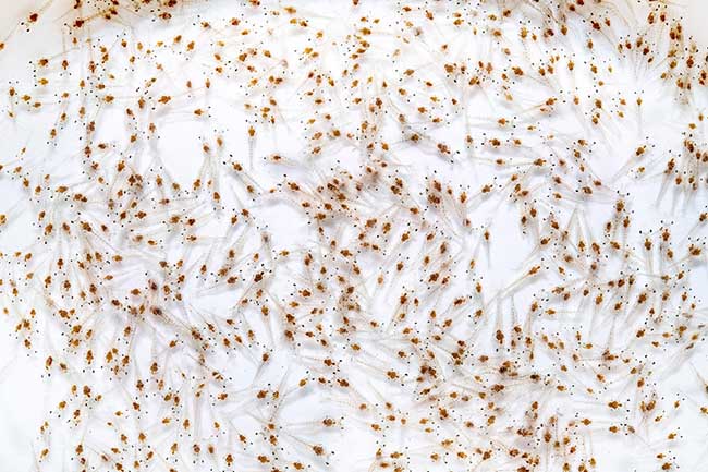 Lựa chọn tôm giống chất lượng là yếu tố quan trọng trước khi bắt đầu vụ nuôi.