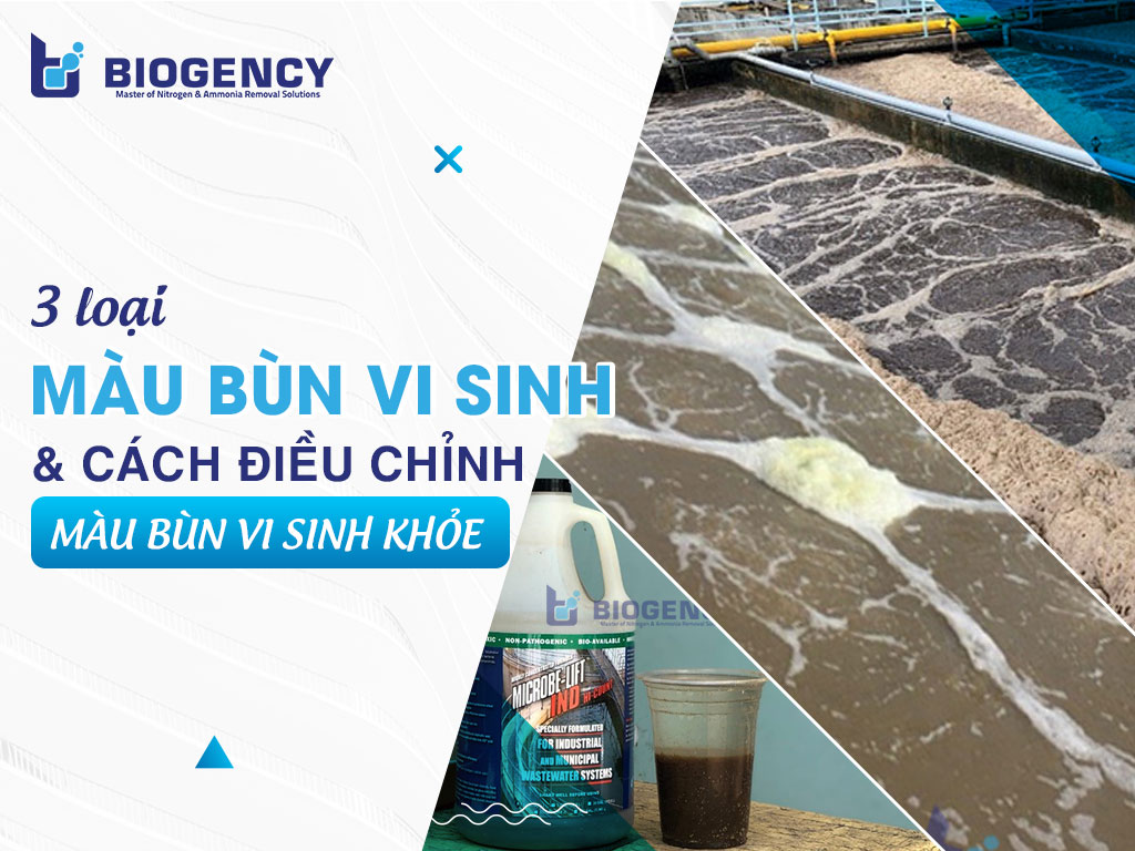 3 loại màu bùn vi sinh và cách điều chỉnh màu bùn vi sinh khỏe
