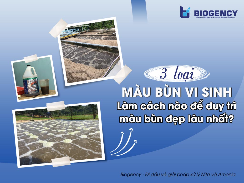 3 loại màu bùn vi sinh. Làm cách nào để duy trì màu bùn đẹp lâu nhất?