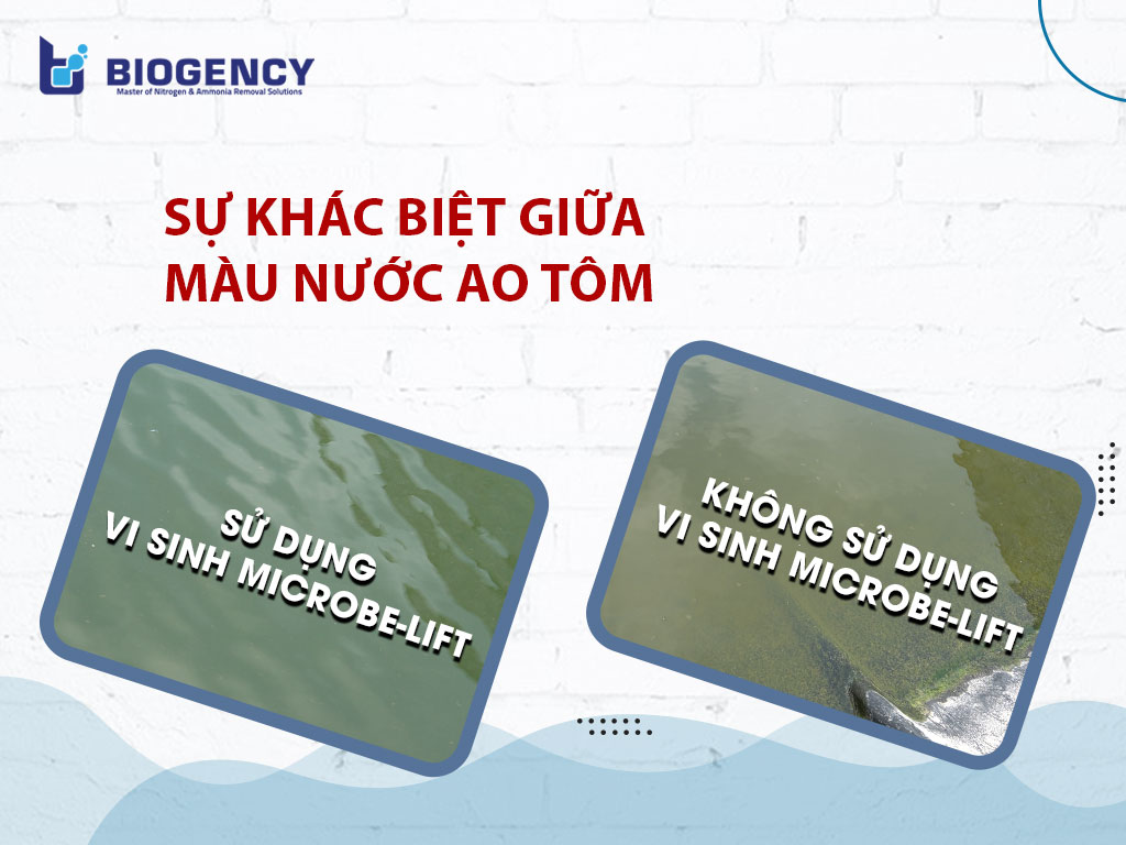 Màu nước ao tôm