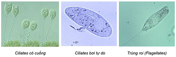 Một số loại động vật nguyên sinh trong bùn hoạt tính.