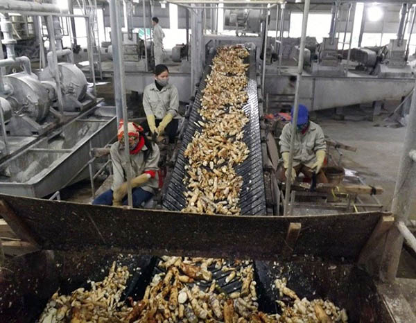 Nước thải sản xuất tinh bột mì chứa hàm lượng chất hữu cơ cao, gây suy làm nồng độ oxy hòa tan trong nước.