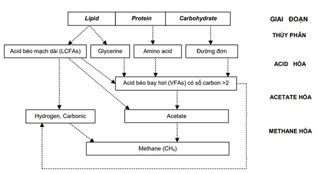 Sơ đồ 4 giai đoạn của quá trình phân hủy kỵ khí.