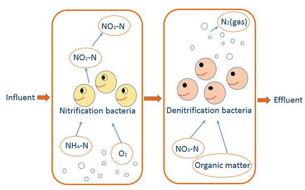 Sơ đồ chuyển hóa Amonia trong nước thải.