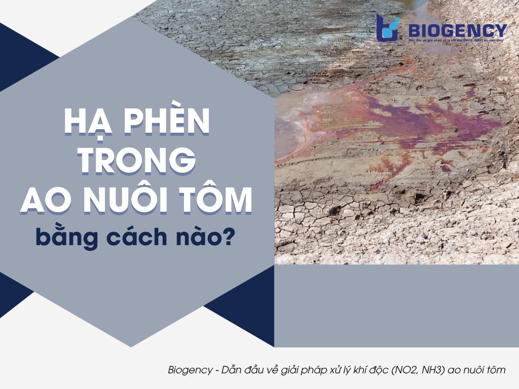 Hạ phèn trong ao nuôi tôm bằng cách nào?