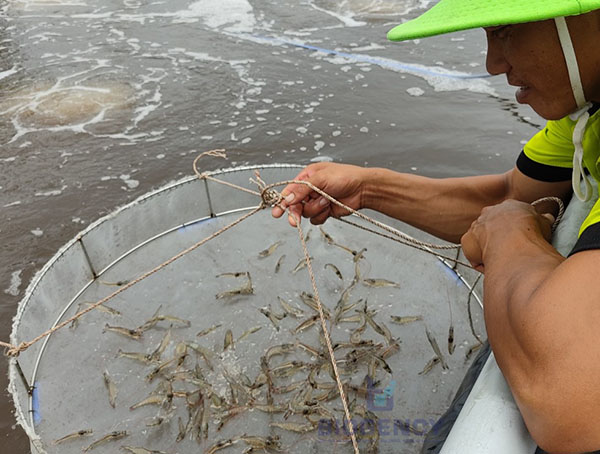 Sử dụng men vi sinh đúng thời điểm sẽ duy trì sức khỏe tốt cho tôm.
