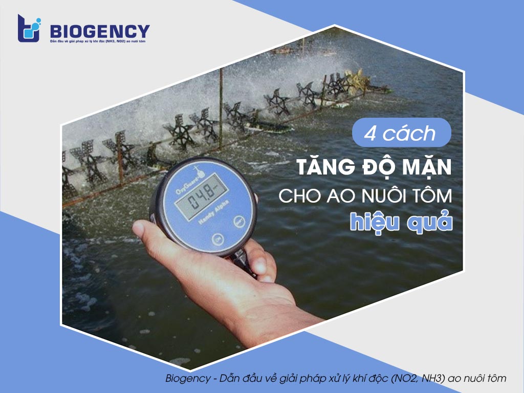 4 cách tăng độ mặn cho ao nuôi tôm hiệu quả