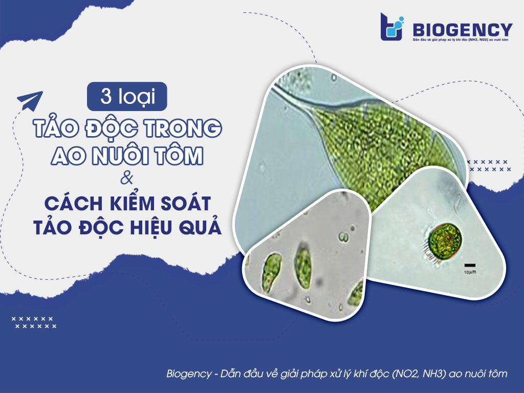 3 loại tảo độc trong ao nuôi tôm & Cách kiểm soát tảo độc hiệu quả