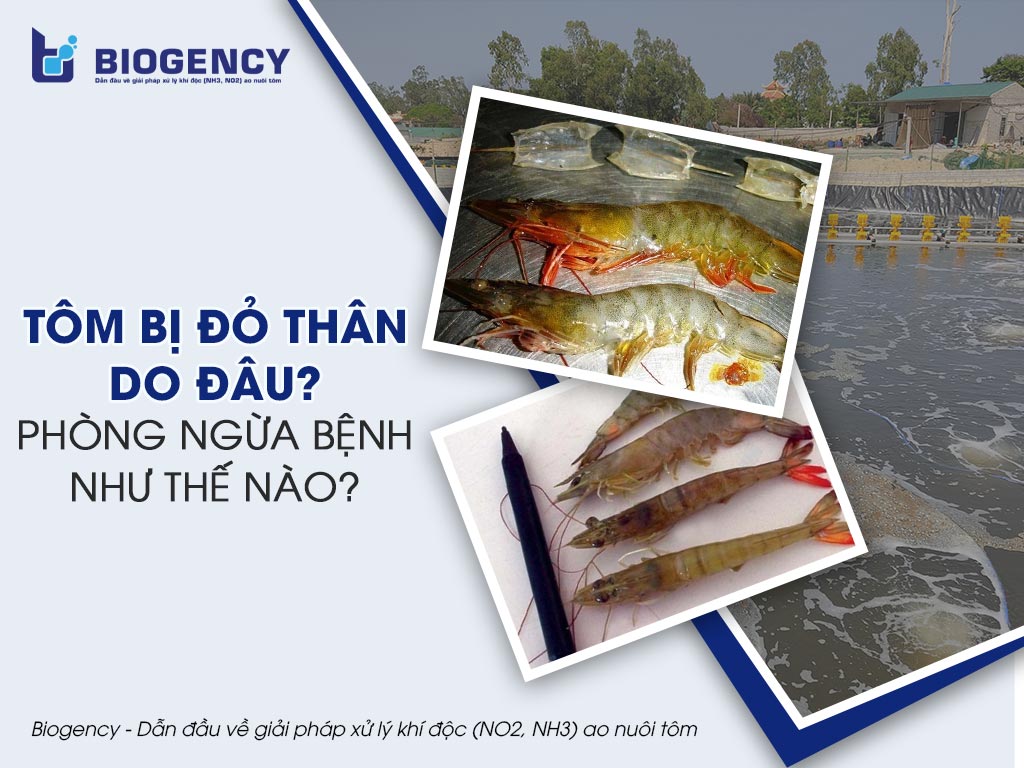 Tôm bị đỏ thân do đâu? Phòng ngừa bệnh như thế nào?