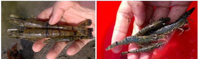 Tôm bị ngộ độc bởi tảo lam khiến vỏ tôm bị mềm, ốp thân, lệch cỡ, vỏ chuyển màu, tôm có dấu hiệu yếu, lờ đờ, tấp mé.