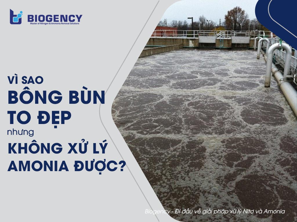 Vì sao bông bùn to đẹp nhưng không xử lý Amonia được?