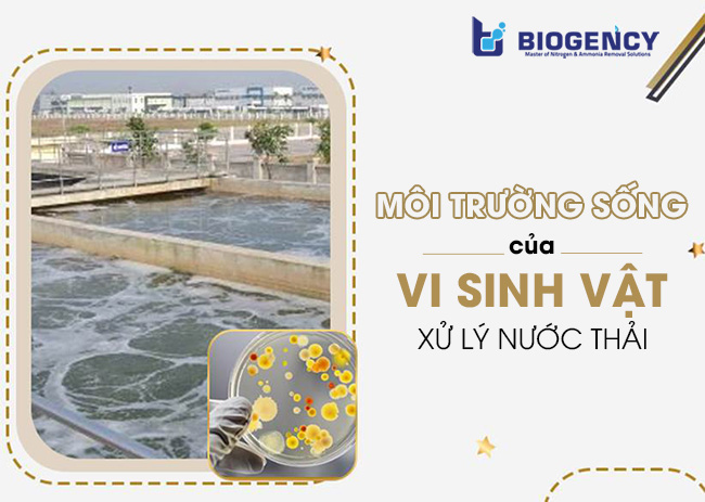 Môi trường sống của vi sinh vật xử lý nước thải.