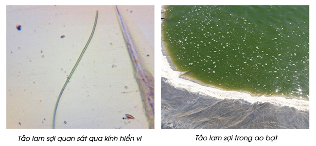 Tảo lam quan sát dưới kính hiển vi (bên trái) và tảo lam khi quan sát bằng mắt thường (bên phải).