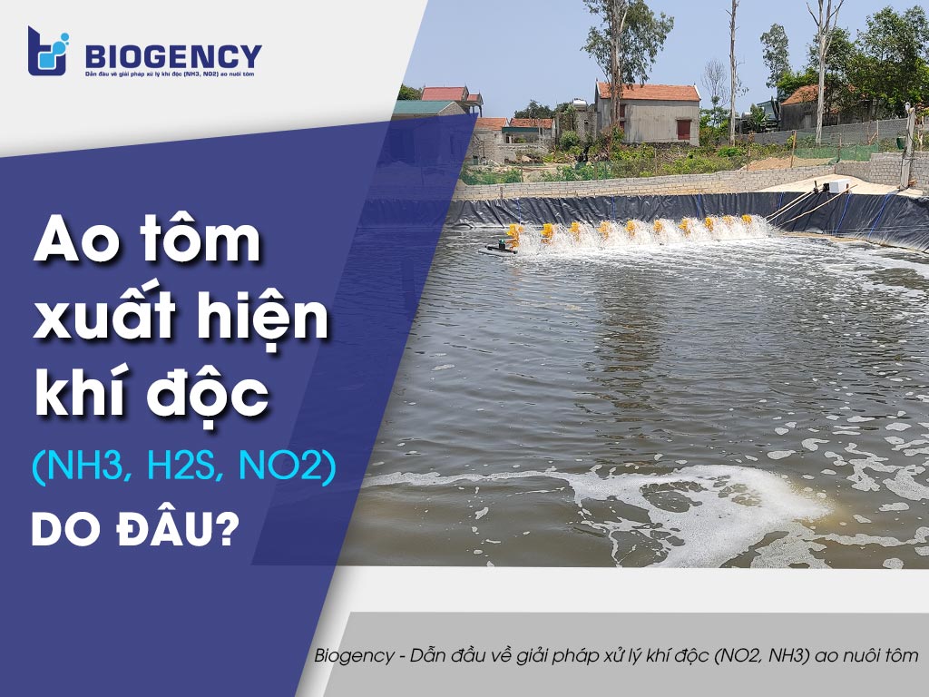Ao tôm xuất hiện khí độc (NH3, H2S, NO2) do đâu?