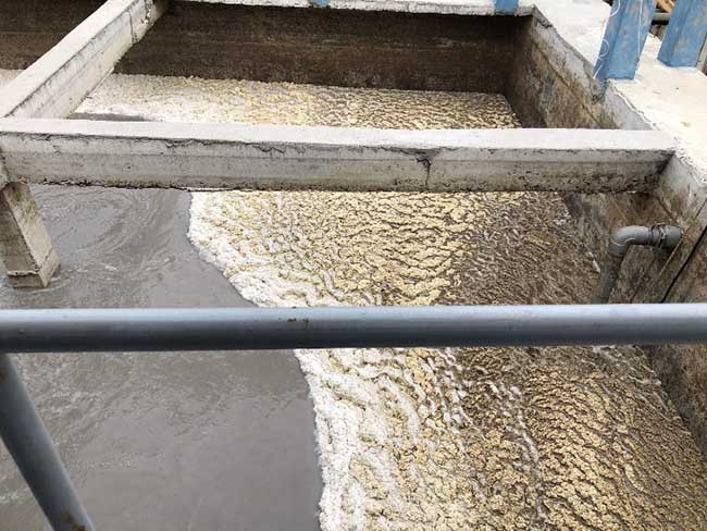 Bể mỡ và bể điều hòa trạm xử lý nước thải chế biến cá tra bị tích tụ nhiều mỡ lâu ngày.