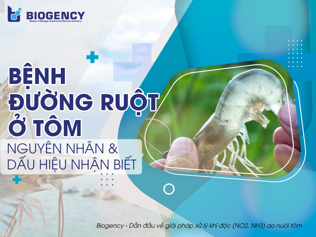Bệnh đường ruột ở tôm, nguyên nhân và dấu hiệu nhận biết