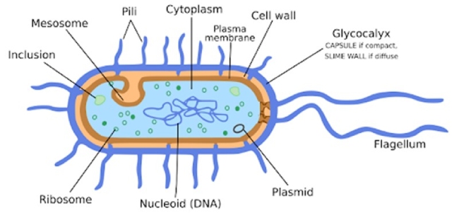 Cấu tạo tế bào của vi sinh vật khi được phân tích.
