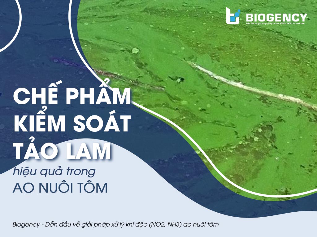 Chế phẩm kiểm soát tảo lam hiệu quả trong ao nuôi tôm