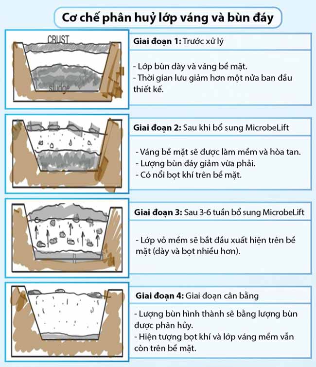 Cơ chế phân hủy lớp váng và bùn đáy trong hầm Biogas của Microbe-Lift SA.