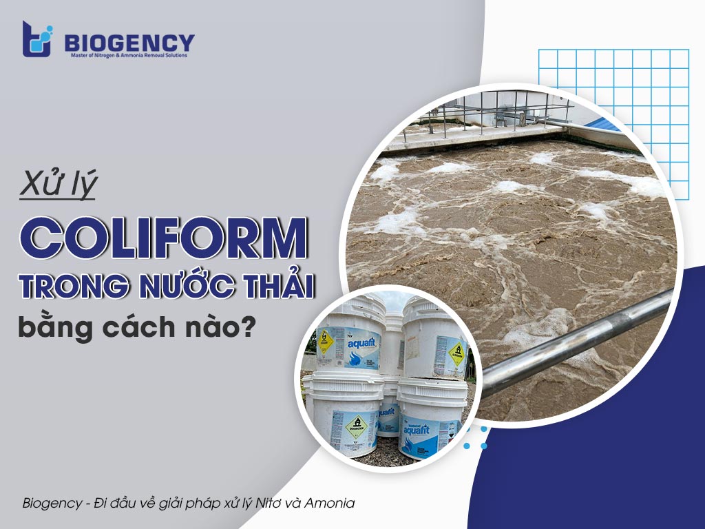 Xử lý Coliform trong nước thải bằng cách nào?