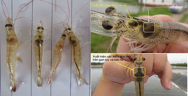 Dấu hiệu tôm mắc ký sinh trùng.
