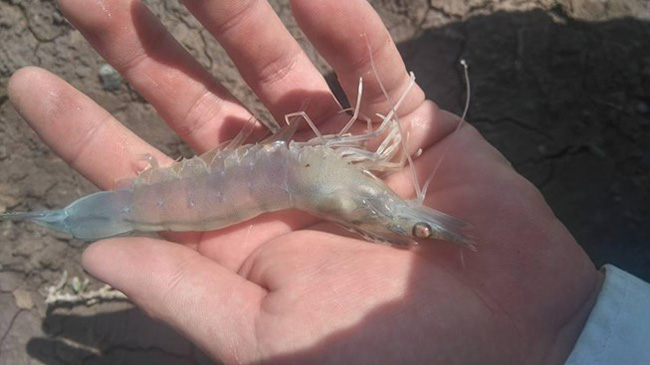 Đường ruột tôm bị đứt khúc, biểu hiện của tôm đang bị bệnh đường ruột.