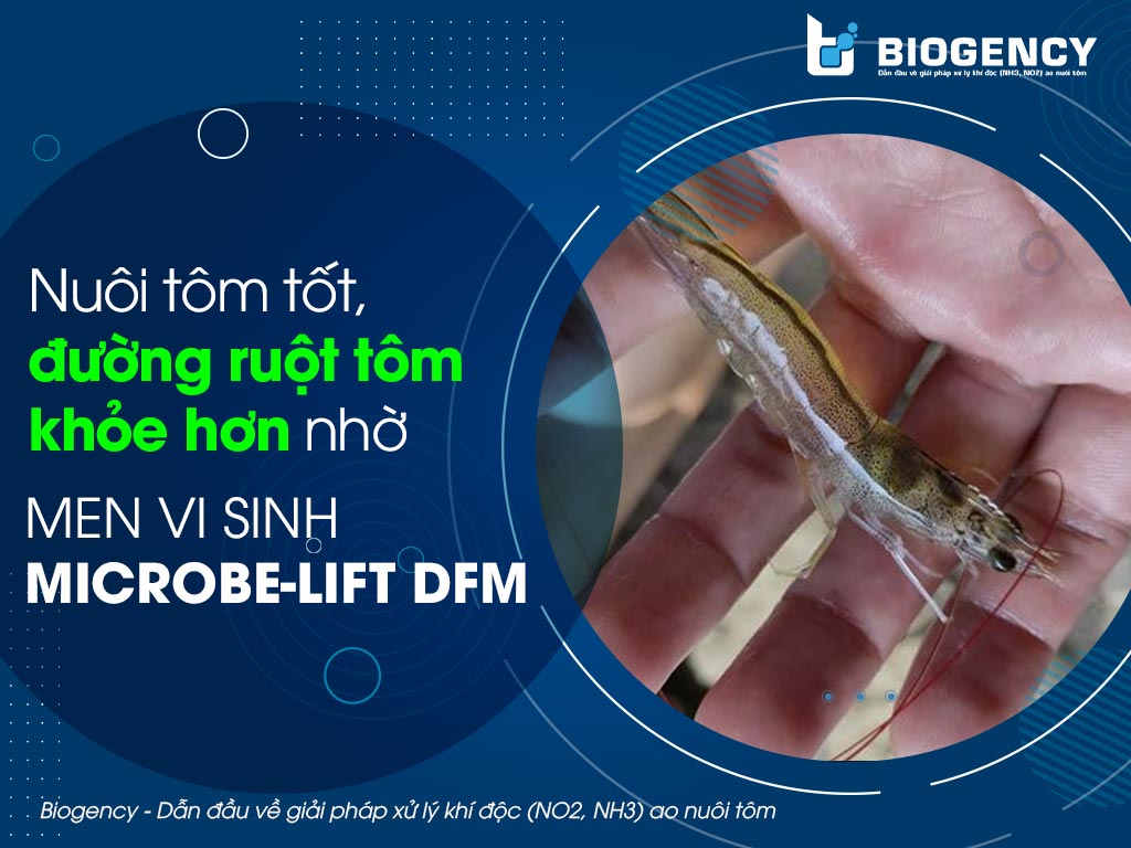 Nuôi tôm tốt, đường ruột tôm khỏe hơn nhờ Men vi sinh Microbe-Lift DFM